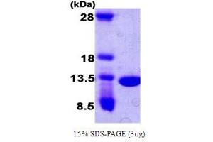 SDS-PAGE (SDS) image for Cyclin-dependent kinases regulatory subunit 2 (CKS2) (AA 1-79) protein (T7 tag) (ABIN667080)