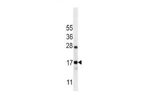 C Antibody (C-term) (ABIN656606 and ABIN2845863) western blot analysis in Ramos cell line lysates (35 μg/lane). (C15orf40 anticorps  (C-Term))