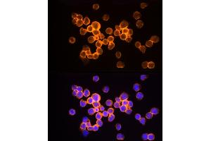 Immunofluorescence analysis of Jurkat cells using HINT1 Rabbit mAb (ABIN7267663) at dilution of 1:50 (40x lens). (HINT1 anticorps)