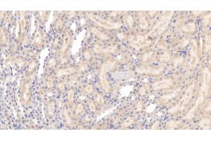 Detection of APOE in Rat Kidney Tissue using Monoclonal Antibody to Apolipoprotein E (APOE)