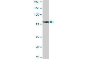 LRFN1 MaxPab polyclonal antibody.