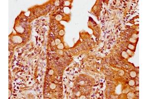 IHC image of ABIN7163299 diluted at 1:400 and staining in paraffin-embedded human small intestine tissue performed on a Leica BondTM system.