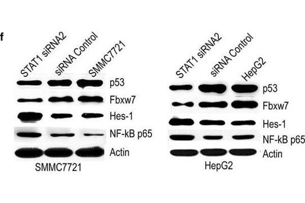 FBXW7 anticorps  (AA 501-600)