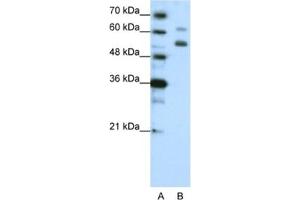 Western Blotting (WB) image for anti-WD Repeat Domain 4 (WDR4) antibody (ABIN2462387) (WDR4 anticorps)