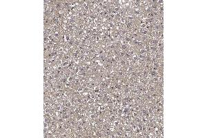 Immunohistochemical analysis of (ABIN1881961 and ABIN2838996) on paraffin-embedded Mouse liver tissue.