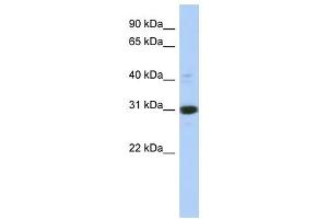 IMPA1 antibody used at 1 ug/ml to detect target protein. (IMPA1 anticorps  (Middle Region))