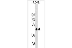 Western blot analysis in A549 cell line lysates (35ug/lane). (GATM anticorps  (C-Term))
