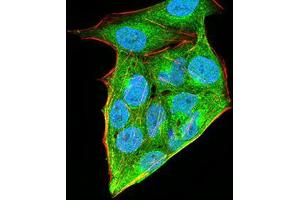 Immunofluorescence analysis of Hela cells using HOXA9 mouse mAb (green).