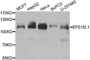 Western blot analysis of extracts of various cell lines, using EPS15L1 antibody. (EPS15L1 anticorps  (AA 475-754))