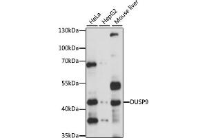 Western blot analysis of extracts of various cell lines, using DUSP9 antibody (ABIN6127795, ABIN6139880 and ABIN7101580) at 1:1000 dilution. (DUSP9 anticorps)