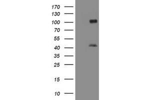 Image no. 1 for anti-Melanoma Antigen Family A, 9 (MAGEA9) antibody (ABIN1499263) (MAGEA9 anticorps)