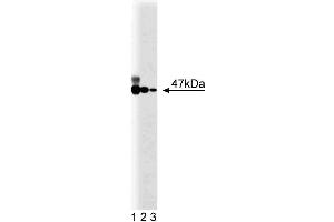 Western blot analysis of p47[phox] on EB-1 lysate. (NCF1 anticorps  (AA 18-197))