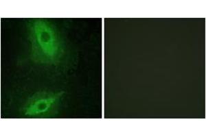 Immunofluorescence (IF) image for anti-Tumor Necrosis Factor (Ligand) Superfamily, Member 15 (TNFSF15) (AA 181-230) antibody (ABIN2889356) (TNFSF15 anticorps  (AA 181-230))