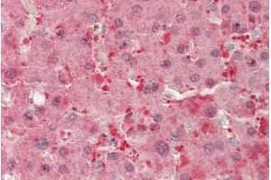 ABIN1782177 (5µg/ml) staining of paraffin embedded Human Liver. (BLVRB anticorps  (AA 38-49))