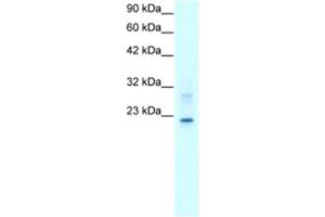 Western Blotting (WB) image for anti-Claudin 9 (CLDN9) antibody (ABIN2460768) (Claudin 9 anticorps)