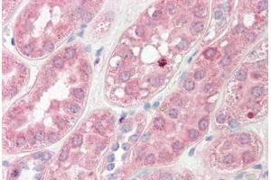 Image no. 2 for anti-Methionine Sulfoxide Reductase A (MSRA) (C-Term) antibody (ABIN6749765)