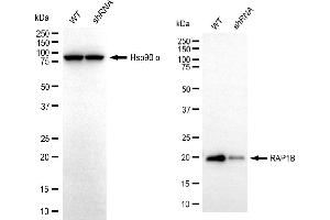 Western blotting analysis using RAP1B antibody (ABIN7800134). (Recombinant RAP1B anticorps)