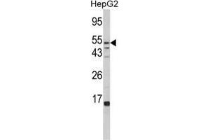 Western blot analysis of FUCA1 Antibody (Center) in HepG2 cell line lysates (35 µg/lane). (FUCA1 anticorps  (Middle Region))