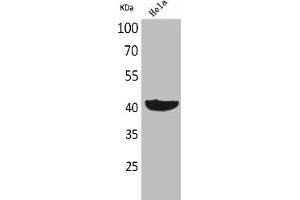 Western Blot analysis of HeLa cells using Cyclophilin D Polyclonal Antibody (PPID anticorps  (C-Term))