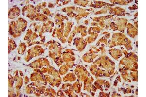 IHC image of ABIN7162643 diluted at 1:700 and staining in paraffin-embedded human pancreatic tissue performed on a Leica BondTM system.