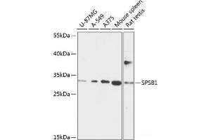 Western blot analysis of extracts of various cell lines using SPSB1 Polyclonal Antibody at dilution of 1:1000. (SPSB1 anticorps)