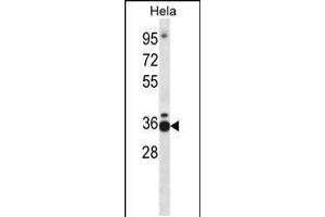 Western blot analysis in Hela cell line lysates (35ug/lane). (TCEA1 anticorps  (AA 98-126))