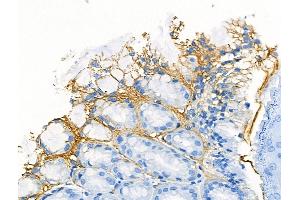 ABIN6260865 and ABIN6266509 at 1/100 staining Mouse stomach tissue by IHC-P. (Claudin 3 anticorps  (C-Term))