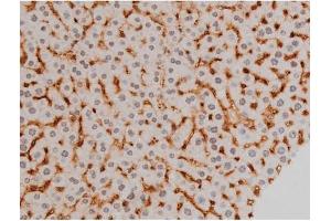 ABIN6267385 at 1/200 staining Mouse liver tissue sections by IHC-P.