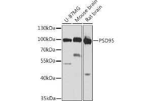 Western blot analysis of extracts of various cell lines, using PSD95 antibody (ABIN6134333, ABIN6139649, ABIN6139651 and ABIN6223874) at 1:1000 dilution. (DLG4 anticorps)