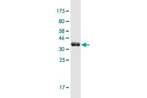 Western Blot detection against Immunogen (36. (MAP4K1 anticorps  (AA 278-377))