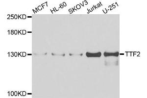 Western blot analysis of extracts of various cell lines, using TTF2 antibody (ABIN5975177) at 1/1000 dilution. (TTF2 anticorps)