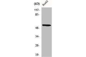 Western Blot analysis of 293 cells using CYP26A1 Polyclonal Antibody (CYP26A1 anticorps  (Internal Region))