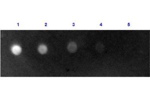 Dot Blot results of Rabbit Anti-Sheep IgG Antibody Fluorescein Conjugate. (Lapin anti-Mouton IgG (Heavy & Light Chain) Anticorps (FITC) - Preadsorbed)