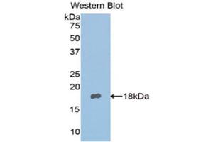 Western Blotting (WB) image for anti-Nephronectin (NPNT) (AA 418-565) antibody (ABIN1176635) (Nephronectin anticorps  (AA 418-565))
