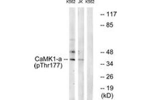 Western blot analysis of extracts from K562 cells treated with insulin 0. (CAMK1 anticorps  (pThr177))