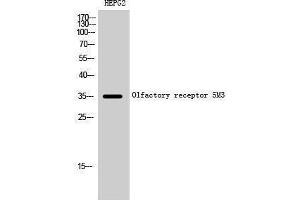 Western Blotting (WB) image for anti-Olfactory Receptor, Family 5, Subfamily M, Member 3 (OR5M3) (Internal Region) antibody (ABIN3186165) (OR5M3 anticorps  (Internal Region))