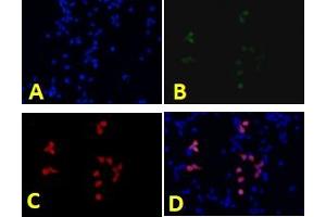 Immunofluorescence analysis of human 293T cells using eGFP (ABIN7073829) at dilution of 1: 1000,A: DAPI nuclear stain ( blue ),B: eGFP protein ( green ),C: Anti-eGFP ( red ),D: Merged (eGFP anticorps)