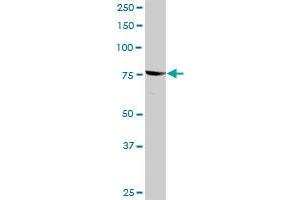 RPS6KA3 MaxPab rabbit polyclonal antibody.