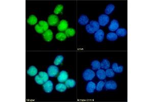 Immunofluorescence staining of fixed U937 cells with anti-CCR5 (phosphoserine 349) antibody E11/19. (Recombinant CCR5 anticorps  (pSer349))