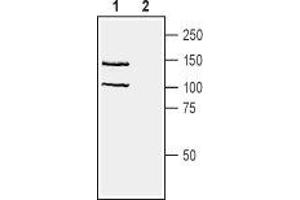 Western blot analysis of human Jurkat T-cell leukemia cell line lysate: - 1. (Neuropilin 1 anticorps  (Extracellular, N-Term))