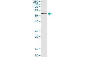 Immunoprecipitation of MAPK8 transfected lysate using anti-MAPK8 monoclonal antibody and Protein A Magnetic Bead , and immunoblotted with MAPK8 MaxPab rabbit polyclonal antibody. (JNK anticorps  (AA 318-427))