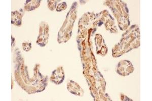 IHC-P: Chymase antibody testing of human placenta tissue (CMA1 anticorps  (AA 22-247))