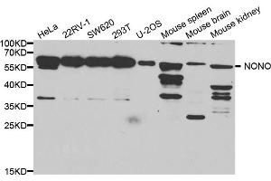 Western blot analysis of extracts of various cell lines, using Nono antibody. (NONO anticorps)