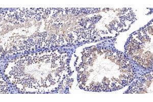 Detection of SIRT4 in Mouse Testis Tissue using Polyclonal Antibody to Sirtuin 4 (SIRT4)
