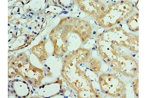 Immunohistochemistry of paraffin-embedded human kidney tissue using ABIN7150359 at dilution of 1:100 (DEDD2 anticorps  (AA 1-240))