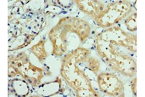 Immunohistochemistry of paraffin-embedded human kidney tissue using ABIN7150359 at dilution of 1:100 (DEDD2 anticorps  (AA 1-240))