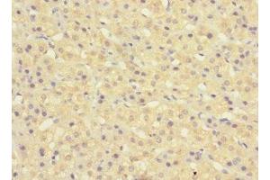 Immunohistochemistry of paraffin-embedded human adrenal gland tissue using ABIN7160510 at dilution of 1:100 (MYORG/KIAA1161 anticorps  (AA 101-300))