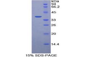 SDS-PAGE (SDS) image for Pepsinogen C (PGC) (AA 61-388) protein (His tag) (ABIN1080479) (PGC Protein (AA 61-388) (His tag))