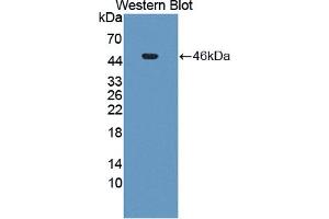 Figure. (SERPINB5 anticorps  (AA 1-375))