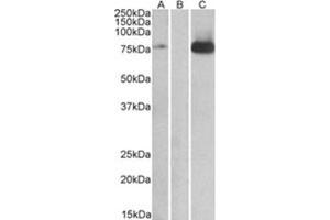 Image no. 1 for anti-Mitogen-Activated Protein Kinase Kinase Kinase 7 (MAP3K7) (Internal Region) antibody (ABIN374690) (MAP3K7 anticorps  (Internal Region))